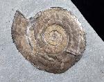 Psiloceras planorbis (SOWERBY 1824) - Bild © FossNet FossilienStore